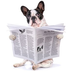 action petz news dog